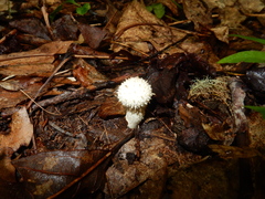 Lycoperdon pulcherrimum