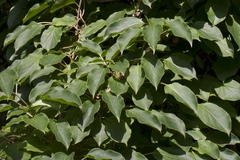 Actinidia arguta