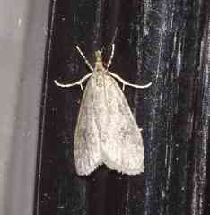 Scoparia penumbralis