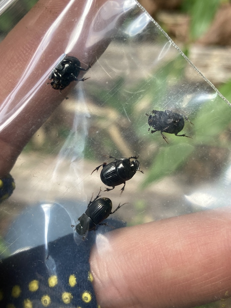 Caccobius jessoensis from 日光国立公園, 日光市, 栃木県, JP on June 20, 2024 at 01: ...