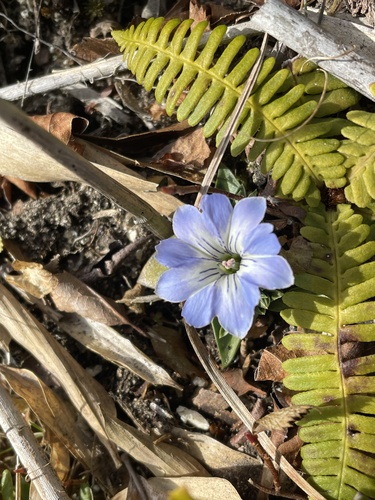 Gentiana thunbergii iNat (3)