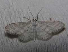 Sterrhini
