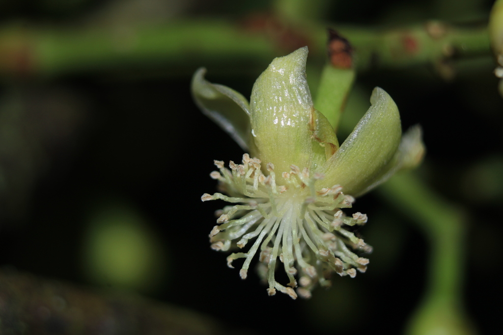 Chrysochlamys cuneata