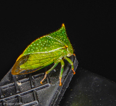 Hadrophallus bubalus