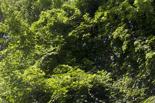 Image of Actinidia arguta by (c) Chris Quirin, some rights reserved (CC BY)