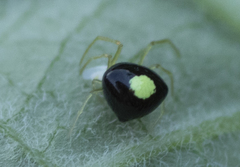 Theridula