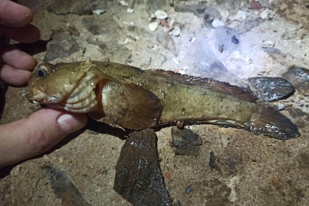 Flat toadfish (Colletteichthys dussumieri) — Batrachoididae