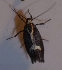Polix coloradella