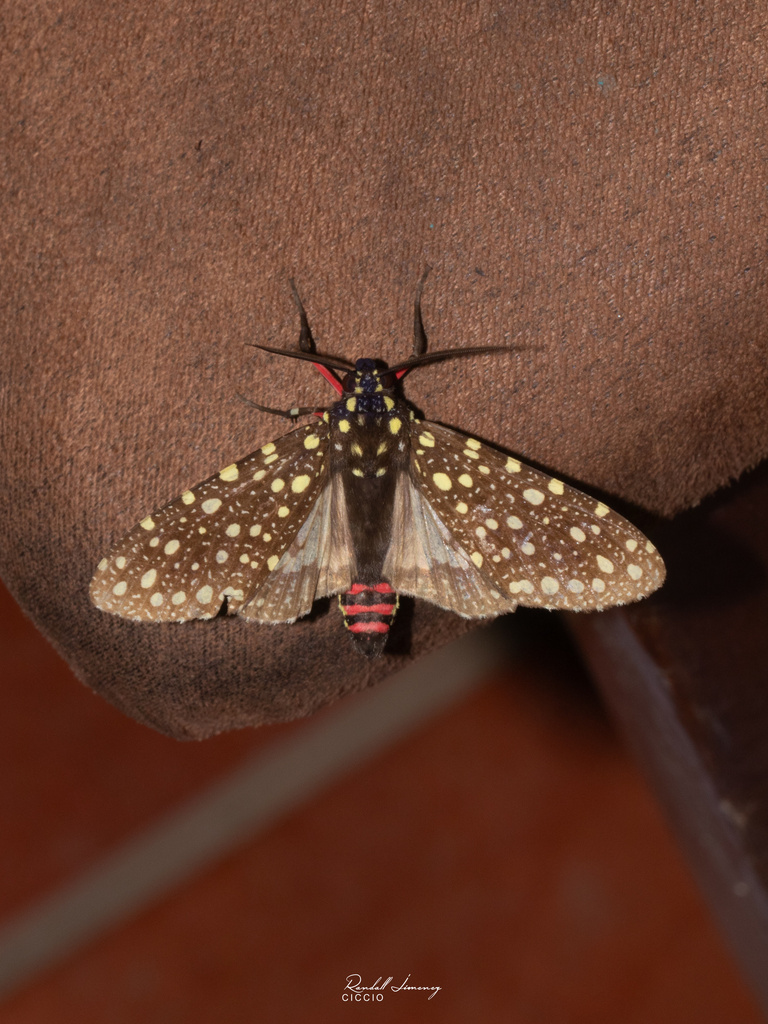 Bernathonomus
