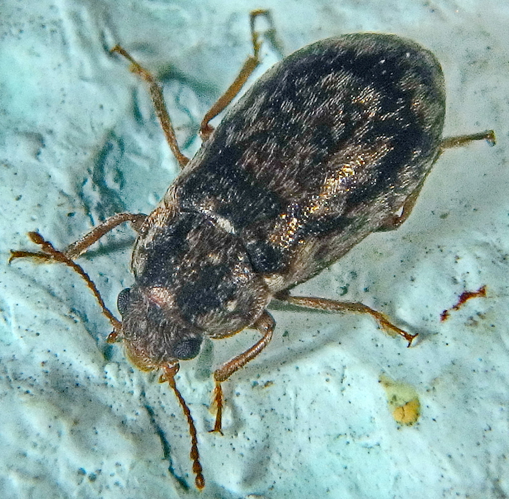 Xerasia meschniggi