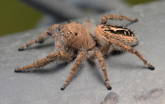 Phidippus texanus