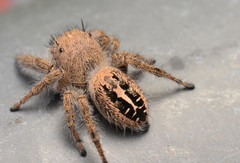 Phidippus texanus