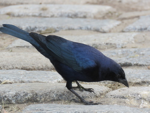 Tordo Lustroso (Molothrus bonariensis)