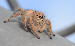 Phidippus texanus