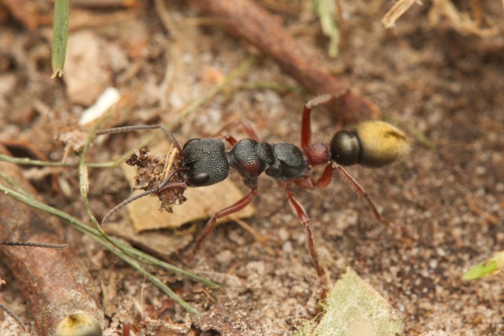 Toothed Bull Ant