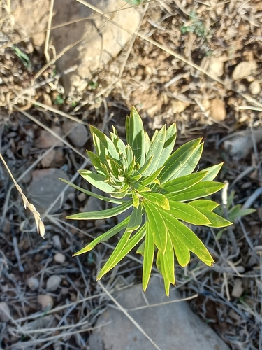 Flax-leaved Daphne