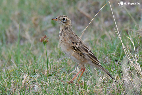 Richard's Pipit, Ledong Li Autonomous County, Hainan, Китай, photo 9 of 10