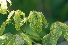 Phylloxera caryaefallax