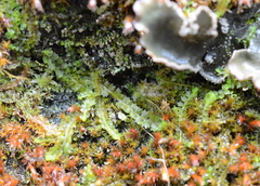 Geocalycaceae