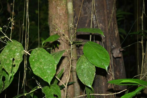 Lindackeria paludosa observed 2024-10-18