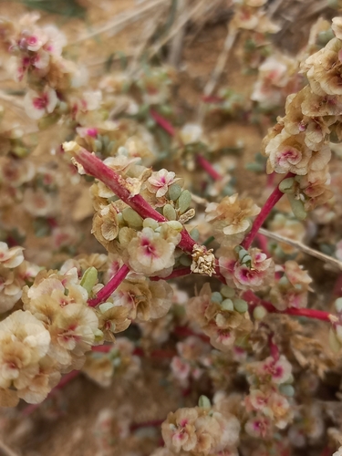 Halogeton sativus