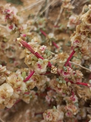 Glasswort (Halogeton sativus)