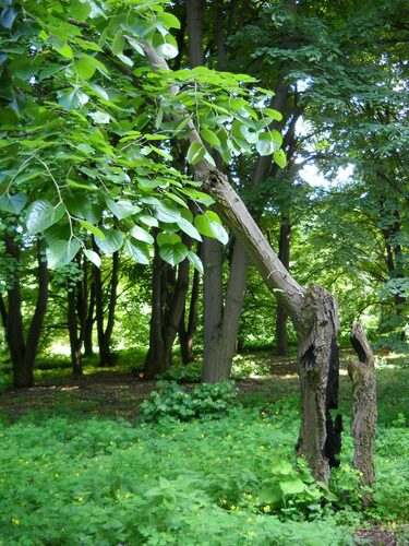 Tilia mandshurica iNat (3)
