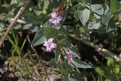 Epilobium glaberrimum