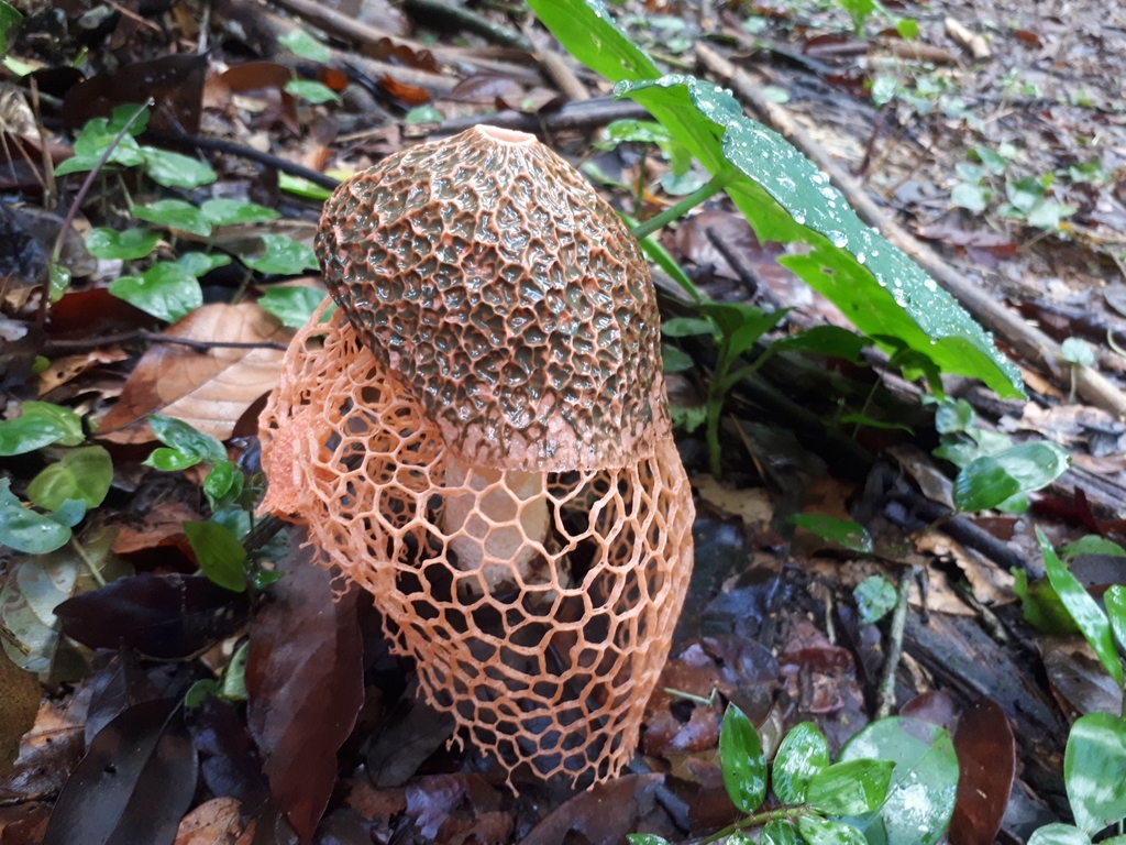 Phallus cinnabarinus · December 2024 · photo: © valenting (iNaturalist, cc0)