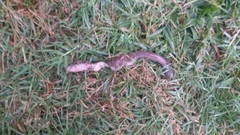 Lumbricus terrestris