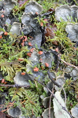 Peltigera horizontalis