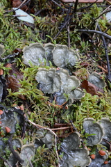 Peltigera horizontalis