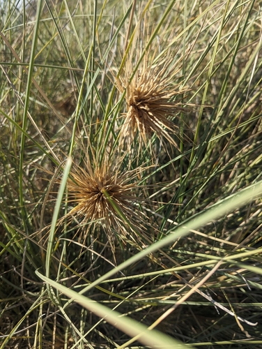 Image of Spinifex longifolius by (c) Caleb Catto, some rights reserved (CC BY)