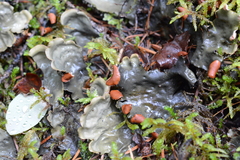 Peltigera horizontalis