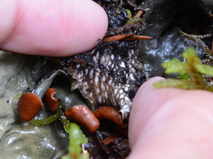 Peltigera horizontalis