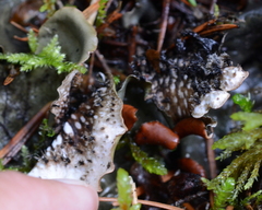 Peltigera horizontalis