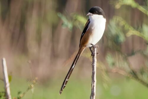 Long-tailed Shrike