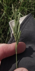 Elymus lanceolatus lanceolatus