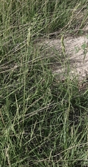 Elymus lanceolatus lanceolatus