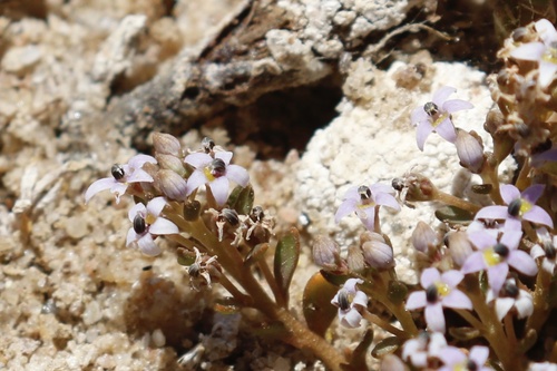 Lobelia quadrisepala