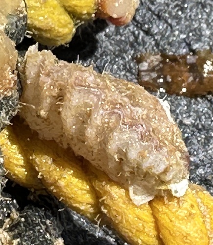 Foliate Oyster