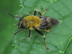 Pterallastes thoracicus