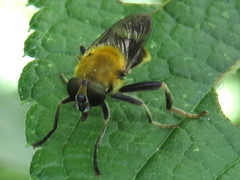 Pterallastes thoracicus