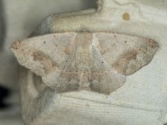 Prochoerodes forficaria