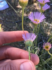 Erigeron argentatus
