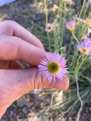 Erigeron argentatus