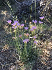 Erigeron argentatus