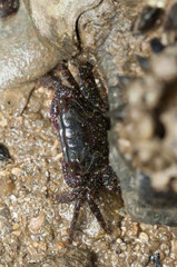 Metopograpsus frontalis