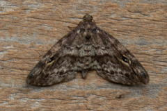 Melanomma auricinctaria