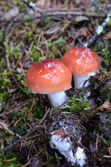 Gomphidius subroseus